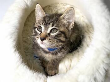 Domestic Short Hair Cats Available for Adoption in Fort Lauderdale, Florida - ALVIN | PetCurious