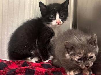 FISH -  Domestic Short Hair Cat for Adoption in Tustin, California - FISH | PetCurious