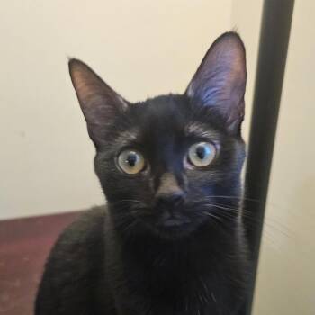 Oracle Kocher -  Domestic Short Hair Cat for Adoption in Merrifield, Virginia - Oracle Kocher | PetCurious
