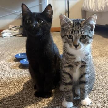 Willow Tree -  Domestic Short Hair Cat for Adoption in Mondovi, Wisconsin - Willow Tree | PetCurious