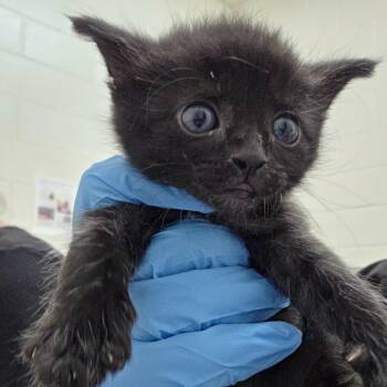 Domestic Short Hair Cats Available for Adoption in Auburn, Alabama - Viking | PetCurious