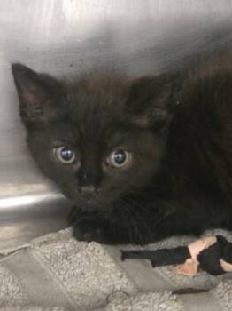 Rosemary -  Domestic Short Hair Cat for Adoption in Gainesville, Florida - Rosemary | PetCurious