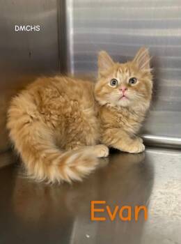 Evan -  Domestic Long Hair Cat for Adoption in Burlington, Iowa - Evan | PetCurious