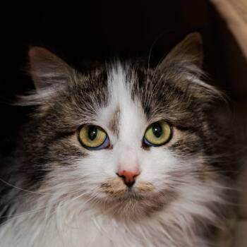Domestic Long Hair Cats Available for Adoption in Port Washington, New York - Eloise | PetCurious