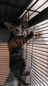 Tarzan -  Domestic Short Hair Cat for Adoption in Cincinnati, Ohio - Tarzan | PetCurious