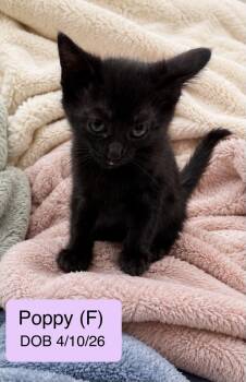 Poppy -  Domestic Short Hair Cat for Adoption in Vacaville, California - Poppy | PetCurious