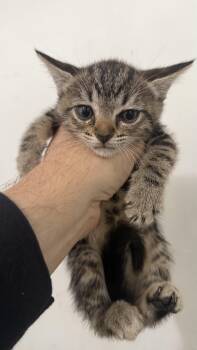 Garnet -  Domestic Short Hair Cat for Adoption in Los Angeles, California - Garnet | PetCurious