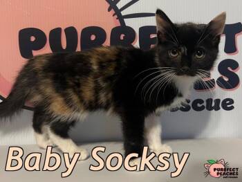 Domestic Short Hair Cats Available for Adoption - Baby Socksy | PetCurious