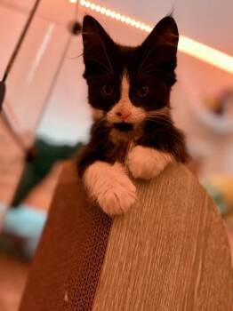 NeeDoh -  Domestic Long Hair Cat for Adoption in Fort Collins, Colorado - NeeDoh | PetCurious