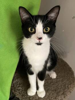 Cordelia -  Tuxedo and American Shorthair Cat for Adoption in Billerica, Massachusetts - Cordelia | PetCurious