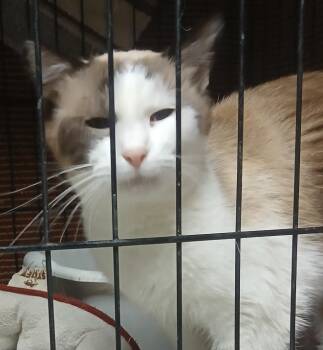 Siamese Cats Available for Adoption - 5262928 | PetCurious