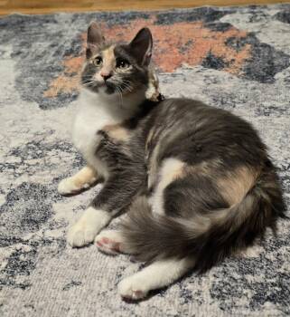 Jelly -  Domestic Long Hair Cat for Adoption in West Richland, Washington - Jelly | PetCurious