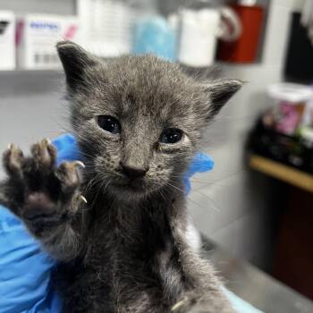 Jason -  Domestic Short Hair Cat for Adoption in Summerville, South Carolina - Jason | PetCurious