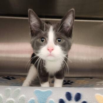 Cookies and Cream -  Domestic Medium Hair Cat for Adoption in Fort Wayne, Indiana - Cookies And Cream | PetCurious