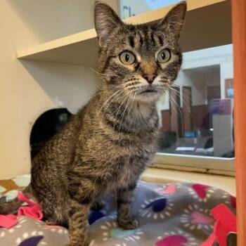 Domestic Short Hair Cats Available for Adoption in Rochester, Minnesota - Midnight | PetCurious