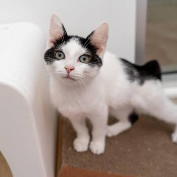 Bruce Lee -  Domestic Short Hair Cat for Adoption in New York, New York - Bruce Lee | PetCurious