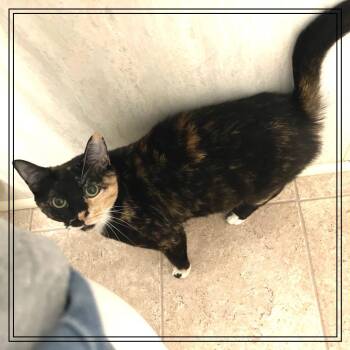 Penny -  Domestic Short Hair Cat for Adoption in Monroe, Michigan - Penny | PetCurious