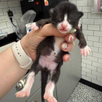 Dolores -  Domestic Short Hair Cat for Adoption - Dolores | PetCurious