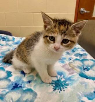 Chunky Monkey -  Domestic Short Hair Cat for Adoption in Westland, Michigan - Chunky Monkey | PetCurious