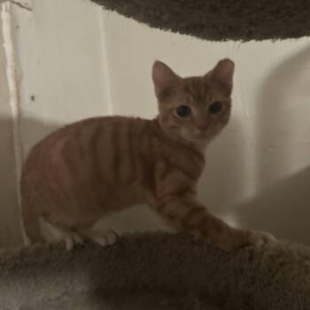 Rescue Domestic Short Hair Cats for Adoption in Parma Heights, Ohio - Greyhound | PetCurious