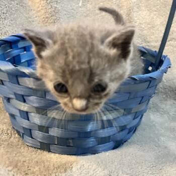 Roux -  Domestic Long Hair Cat for Adoption in Madisonville, Tennessee - Roux | PetCurious