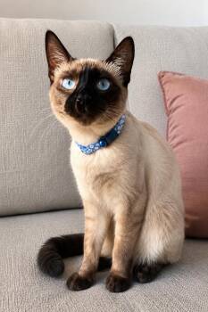 Stetson -  Siamese Cat for Adoption in Calimesa, California - Stetson | PetCurious
