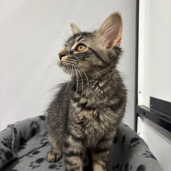 Secretariat -  Domestic Medium Hair Cat for Adoption in Puslinch, Ontario - Secretariat | PetCurious