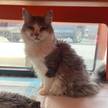 Domestic Long Hair Cats Available for Adoption in Salt Lake City, Utah - Lydia | PetCurious