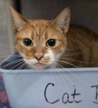 Freja -  American Shorthair Cat for Adoption in Marshall, North Carolina - Freja | PetCurious