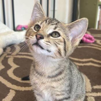 Dean -  Domestic Short Hair Cat for Adoption in Jarrettsville, Maryland - Dean | PetCurious