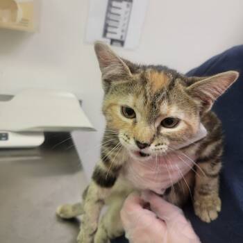 Rescue Domestic Short Hair Cats for Adoption in Charleston, West Virginia - Nos | PetCurious