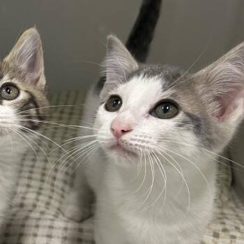 Sol -  Domestic Medium Hair Cat for Adoption in Charleston, West Virginia - Sol | PetCurious