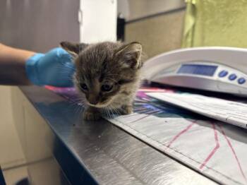 Domestic Short Hair Cats Available for Adoption in Riverside, California - JOEY | PetCurious