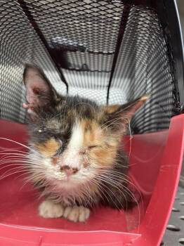 CALLIE -  Domestic Medium Hair Cat for Adoption in Dallas, Texas - CALLIE | PetCurious