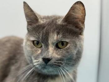 Domestic Short Hair Cats Available for Adoption in Portland, Oregon - Mina | PetCurious