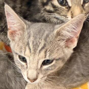 Domestic Short Hair Cats Available for Adoption in Evansville, Indiana - Yoshi | PetCurious