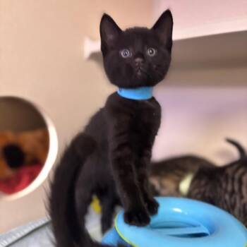 Yamato -  Domestic Short Hair Cat for Adoption in Wantagh, New York - Yamato | PetCurious