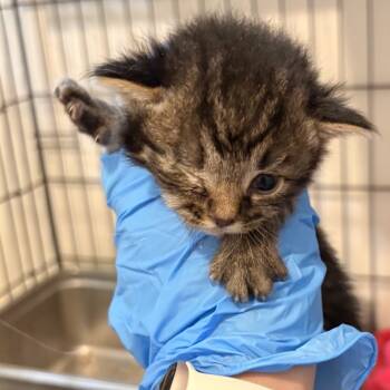 Rescue Domestic Medium Hair Cats for Adoption in Livingston, Texas - Bam | PetCurious