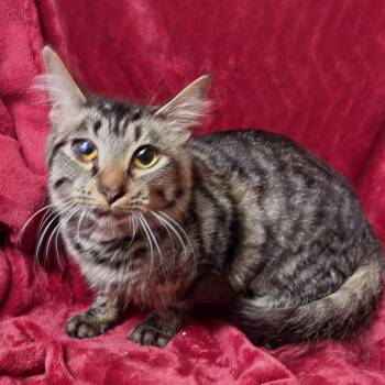 Grace -  Domestic Short Hair Cat for Adoption in Valdosta, Georgia - Grace | PetCurious