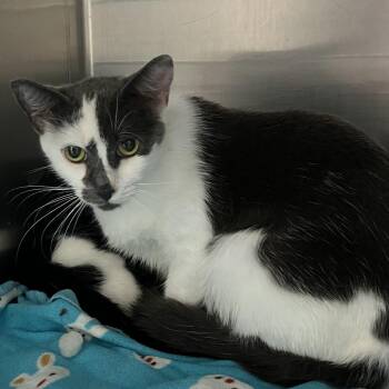 Pop Tart -  Domestic Short Hair Cat for Adoption in Grand Rapids, Michigan - Pop Tart | PetCurious