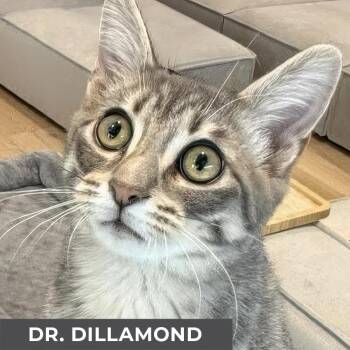 Domestic Short Hair Cats Available for Adoption - Dr. Dillamond | PetCurious