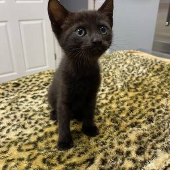 Domestic Short Hair Cats Available for Adoption in Lanett, Alabama - Lilo | PetCurious
