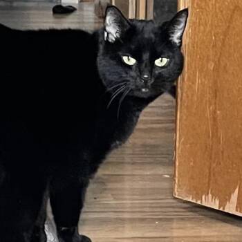 Gracie -  Domestic Short Hair and Mixed Breed Cat for Adoption in Middlebury, Vermont - Gracie | PetCurious