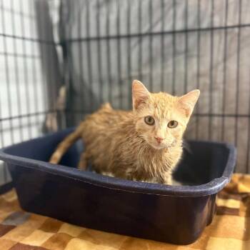 Cheese -  Domestic Short Hair Cat for Adoption in Stephenville, Texas - Cheese | PetCurious