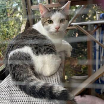 Domestic Short Hair Cats Available for Adoption - Buddy | PetCurious