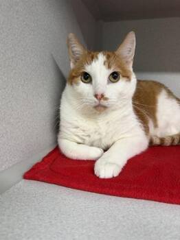 COOPER -  Domestic Medium Hair and Domestic Short Hair Cat for Adoption in Omaha, Nebraska - COOPER | PetCurious