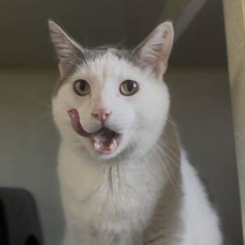 Domestic Short Hair Cats Available for Adoption in Independence, Kansas - Jack | PetCurious