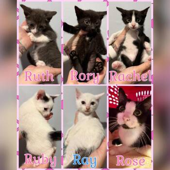 Domestic Short Hair Cats Available for Adoption in Santa Susana, California - Rose | PetCurious