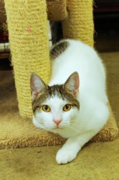 Roberto -  Domestic Short Hair Cat for Adoption in Urbana, Ohio - Roberto | PetCurious