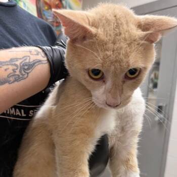 Nolan -  Domestic Short Hair Cat for Adoption in Lufkin, Texas - Nolan | PetCurious
